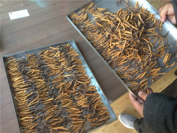 冷凍干燥機在醫(yī)藥工業(yè)上的應用廣泛